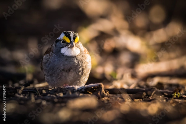 Fototapeta Small colorful bird foraging for food on the ground at a local park.