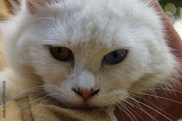 Obraz white furred cat with the mystical eyes of different colored . closeup of white cat's face