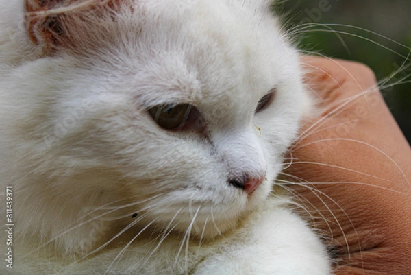 Obraz white furred cat with the mystical eyes of different colored . closeup of white cat's face