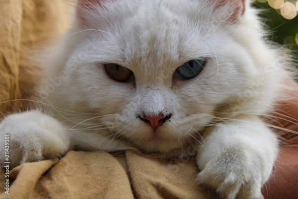 Obraz white furred cat with the mystical eyes of different colored . closeup of white cat's face