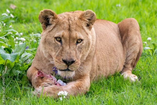 Obraz Lioness with her meal