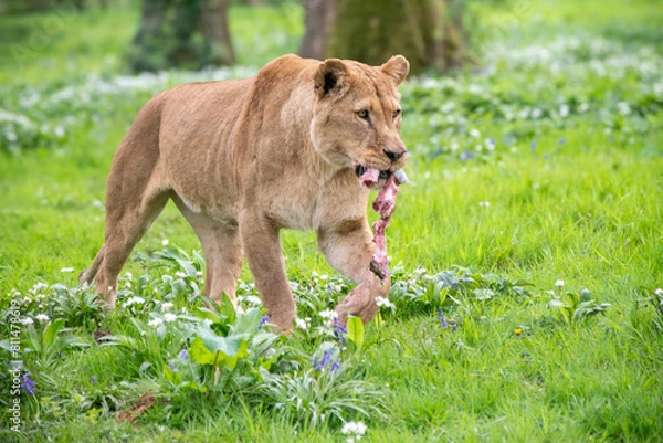 Obraz Lioness with her meal