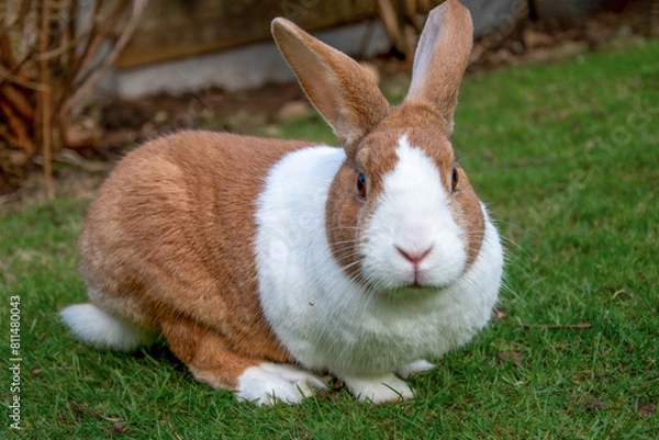 Fototapeta Dutch brown rabbit