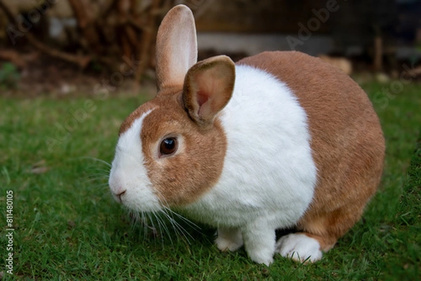 Fototapeta Dutch brown rabbit