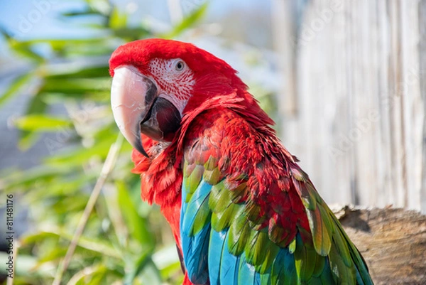Fototapeta Green winged macaw