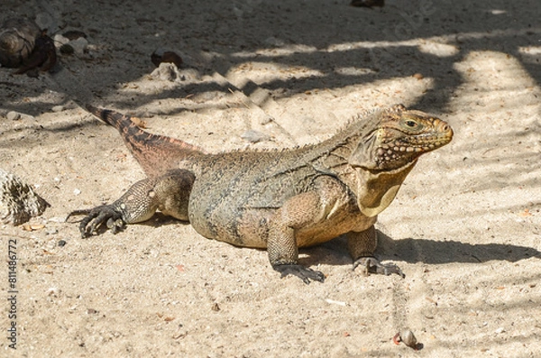 Obraz Giant lizard on Cayo Blanco, Cuba