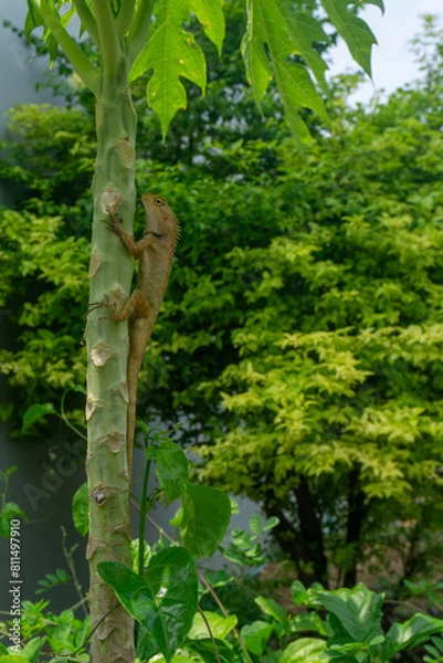 Fototapeta A light brown chameleon sits on a papaya tree.