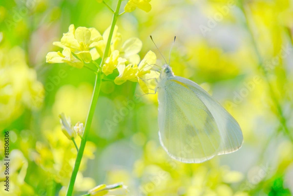 Obraz 菜の花とモンシロチョウ