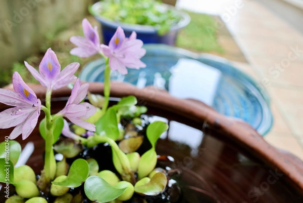 Fototapeta 睡蓮鉢が並ぶ涼しげな中庭　日本の夏の景色　納涼　夏の風物詩　和風と洋風がブレンドされた庭