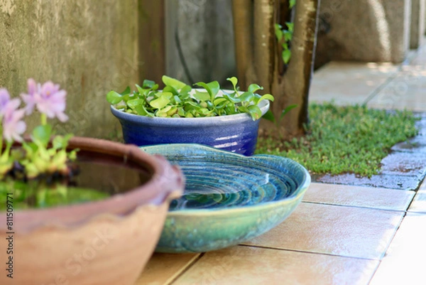 Fototapeta 睡蓮鉢が並ぶ涼しげな中庭　日本の夏の景色　納涼　夏の風物詩　和風と洋風がブレンドされた庭
