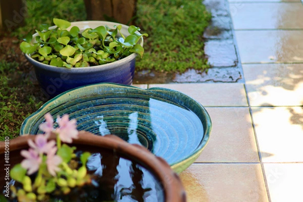 Fototapeta 睡蓮鉢が並ぶ涼しげな中庭　日本の夏の景色　納涼　夏の風物詩　和風と洋風がブレンドされた庭