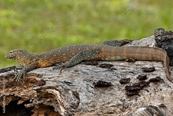 Fototapeta Nile Monitor (Varanus niloticus) v South Luangwa Národním parku. Zambie. Africa.