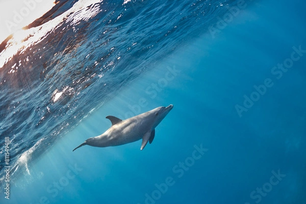 Fototapeta Common bottlenose dolphin tursiops truncatus underwater