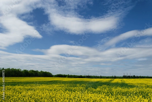 Obraz field rapeseed top view spring flowering rapeseed oil agroculture yellow color 
landscape sky clouds beautiful view