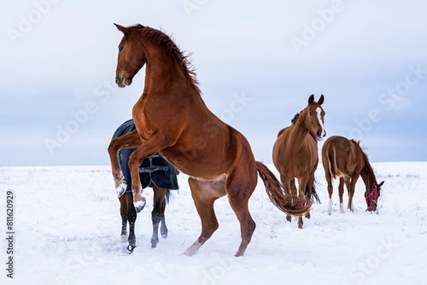 Obraz Konie na pastwisku