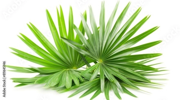 Fototapeta Fresh Saw Palmetto Leaves Isolated on a White Background, Vibrant Green Foliage