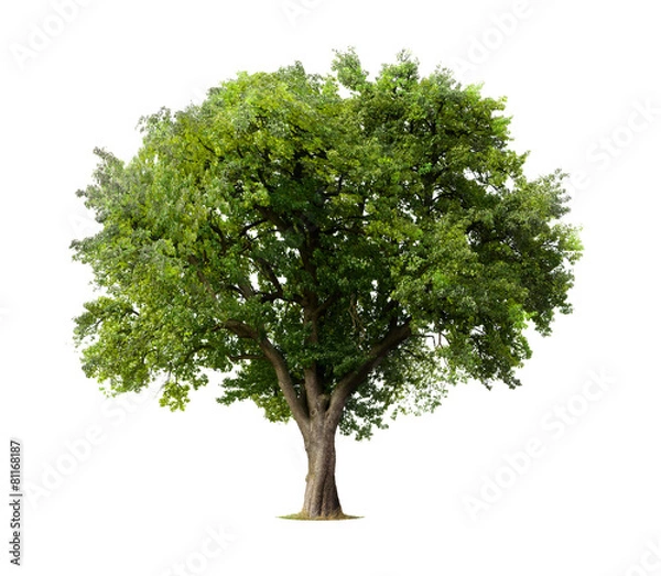 Obraz Odosobnione drzewo