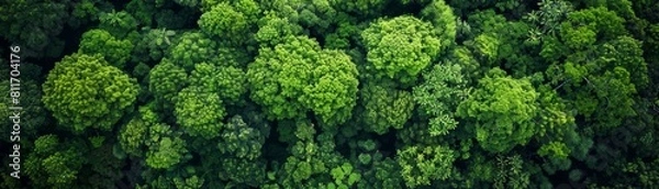 Fototapeta The lush green canopy of the Amazon rainforest is home to an incredible diversity of plant and animal life.