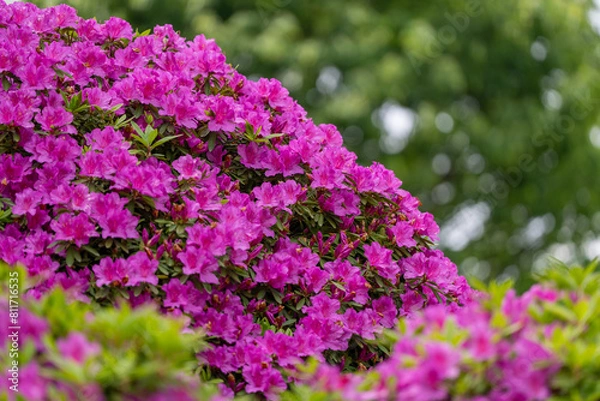 Obraz つつじが満開