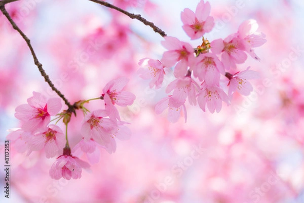 Fototapeta 満開の陽光桜