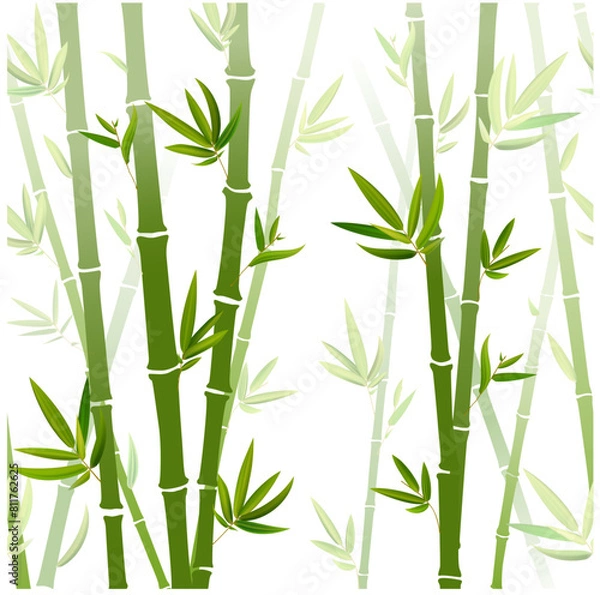 Fototapeta Green bamboo trees. Bamboo stems with leaves on white background. Vector illustration