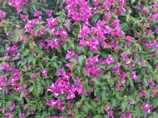 Fototapeta ブーゲンビリアの花