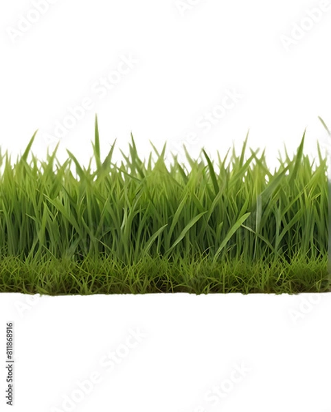 Obraz green grass isolated on white background