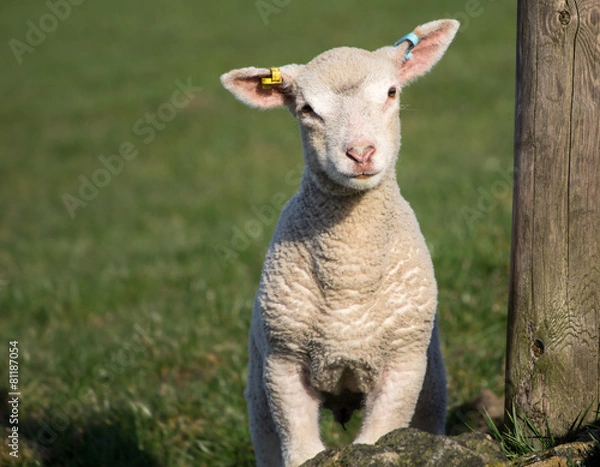 Obraz Cute Spring Lambs, West Yorkshire