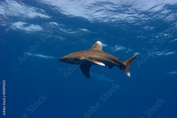 Obraz An oceanic whitetip shark  (Carcharhinus longimanus) cruises the endless blue of the open sea, exuding grace and power in its solitary domain