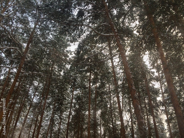 Obraz Les cimes enneigées des pins se dressent fièrement, capturant la majesté de l'hiver. L'image évoque la tranquillité de la forêt enneigée et la beauté saisissante de la nature en hiver.