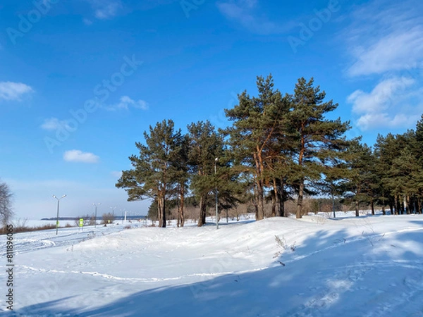 Obraz Des sapins se dressant majestueusement parmi les congères de neige