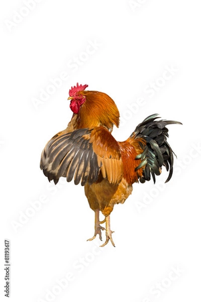 Fototapeta Beautiful rooster.