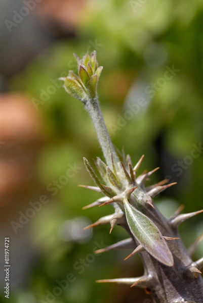 Obraz デンシフローラムの花茎