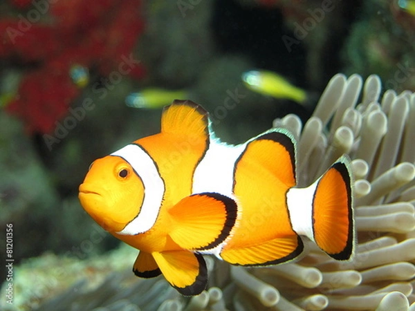 Obraz Clownfish