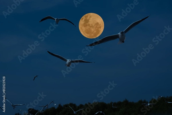 Fototapeta Full moon with birds in the sky.
