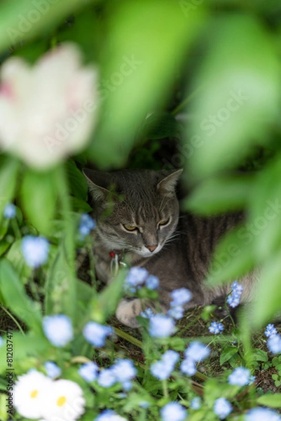 Obraz cat in the grass