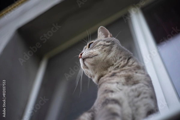 Obraz cat in the window