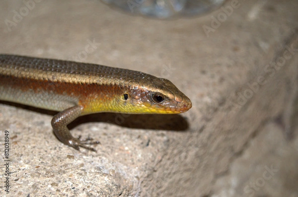 Obraz East Indian Brown Mabuya, Common Sun Skink or Golden Skink (Eutropis multifasciata) in an urban envoronment in the rainforest of Thailand