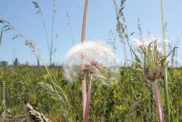 Obraz Dandelion (Taraxacum) in the steppe