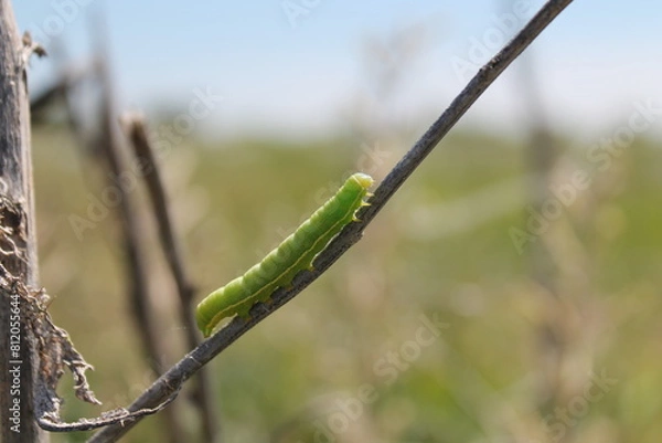 Obraz A green caterpillar on a branch