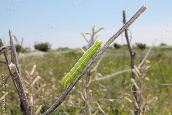 Obraz A green caterpillar on a branch