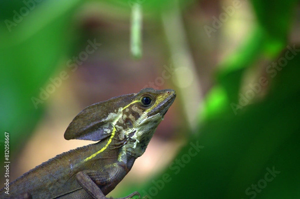 Fototapeta Male Striped Basilisk or Brown Basilisk (Basiliscus vittatus) in the rainforest of Costa Rica