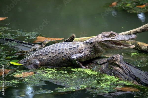 Obraz Adult of Spectacled Caiman (Caiman crocodilus) in the water of a lagoon (wetland) in the rainforest of Costa Rica, with its calf