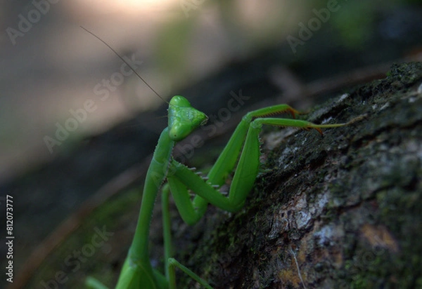 Fototapeta Green Mantid (Order Mantodea) in the rainforest of Costa Rica