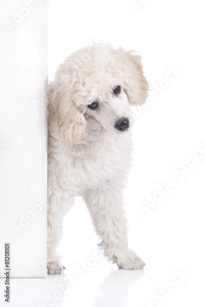 Obraz Niedlicher Pudel schaut um die Ecke