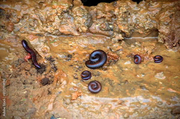 Obraz Coiled, curled up and stretched Giant African Millipedes (Archispirostreptus gigas) in the soil of South Africa
