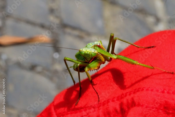 Fototapeta Detailed view of a Hierodula patellifera (Giant Asian Mantis) perched on a vibrant red fabric. Showcasing the unique textures of its exoskeleton, Wulai, New Taipei City.