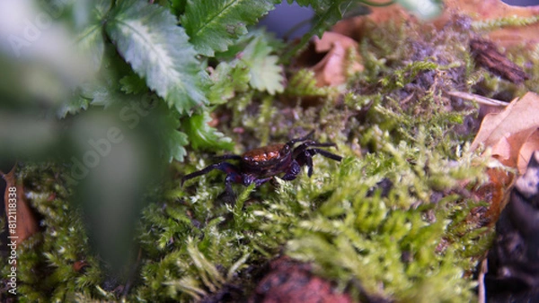 Obraz Geosesarma Vampire Crab Halloween