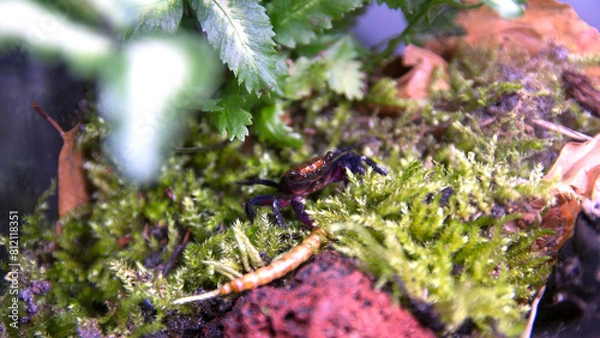 Obraz Geosesarma Vampire Crab Halloween