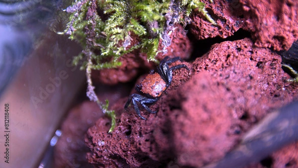 Obraz Geosesarma Vampire Crab Halloween